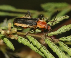 Chauliognathus obscurus