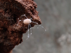 Engyodontium aranearum