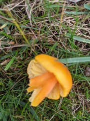 Hygrocybe quieta