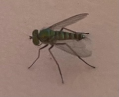 Sciapodinae