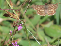 Sciapodinae