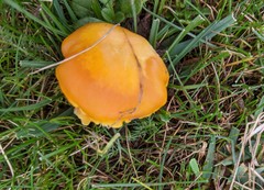 Hygrocybe quieta