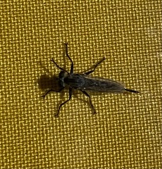 Sciapodinae