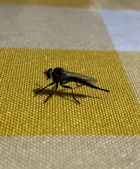 Sciapodinae