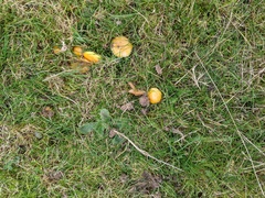 Hygrocybe quieta