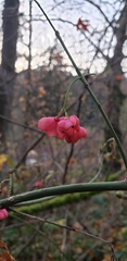 Angiospermae