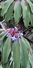 Magnoliopsida