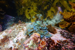 Stypopodium flabelliforme