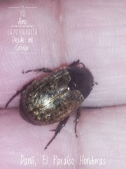 Paranomala inconstans