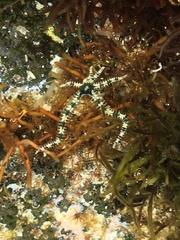 Ophiactis savignyi