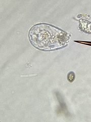 Euglypha