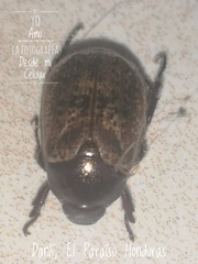 Paranomala inconstans