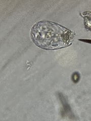 Euglypha