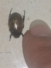 Paranomala inconstans