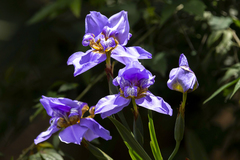Trimezia coerulea
