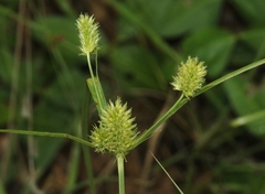 Cyperus dipsaceus
