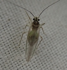 Stenopsocus