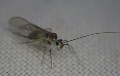 Stenopsocus