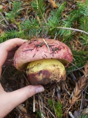 Butyriboletus autumniregius