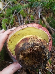 Butyriboletus autumniregius