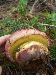 Butyriboletus autumniregius