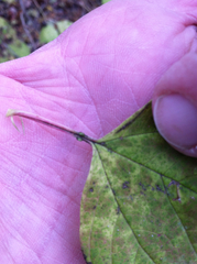 Viburnum opulus opulus