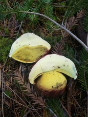 Butyriboletus autumniregius