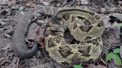 Crotalus ehecatl