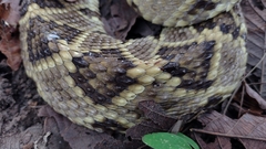 Crotalus ehecatl