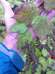 Viburnum opulus opulus