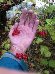 Viburnum opulus opulus