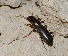 Stenolepta transcaspica