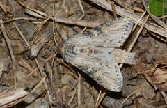Cucullia hemidiaphana