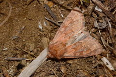 Dasypolia danchenkoi