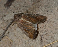 Dichagyris latipennis