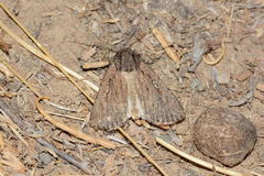 Dichagyris latipennis