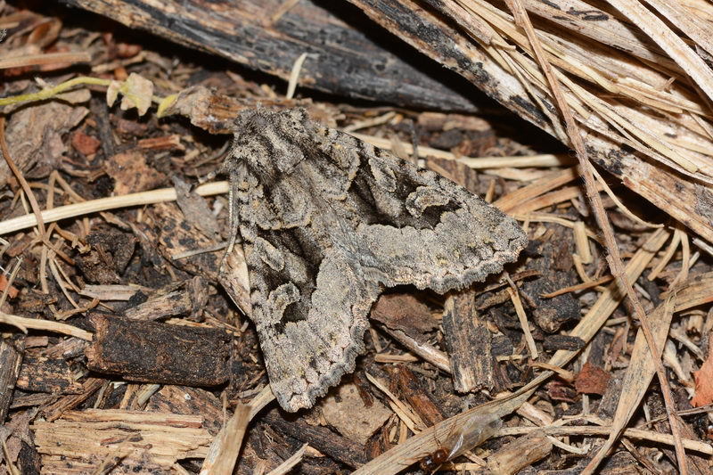 Dryobotodes contermina