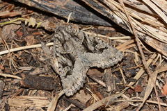 Dryobotodes contermina