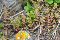 Crassula colligata colligata