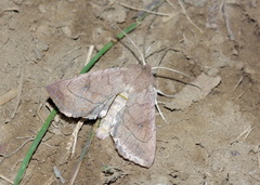 Enargia staudingeri