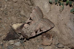 Eugnorisma kristenseni