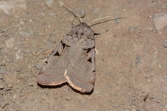 Eugnorisma kristenseni