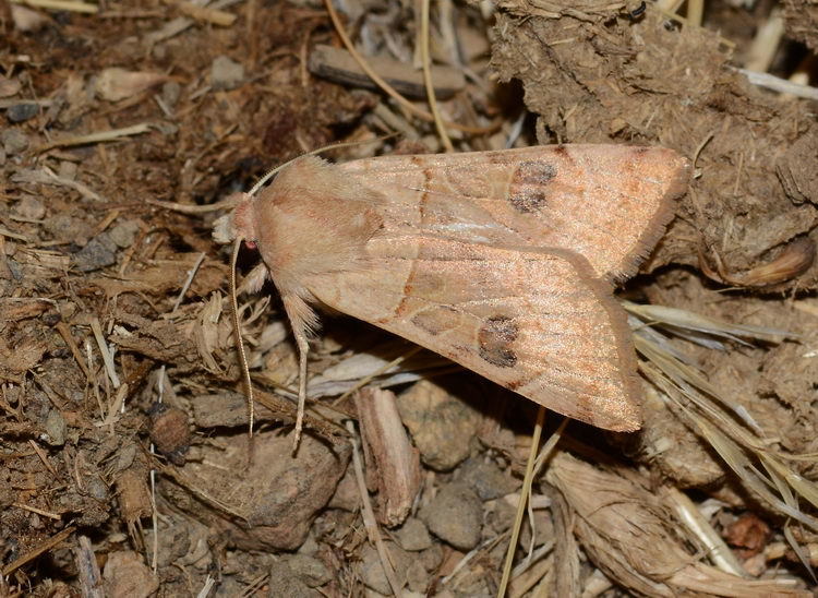 Eugnorisma variago