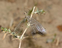 Gymnocnemia variegata