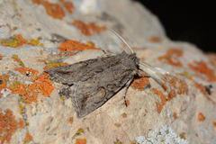 Nekrasovia pliuschi