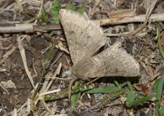 Scodiomima aspersaria