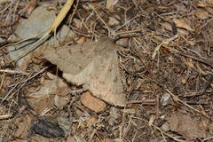 Scodiomima aspersaria