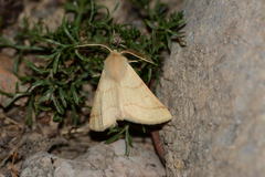 Scodiomima crocallaria