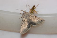 Sympistis strioligera