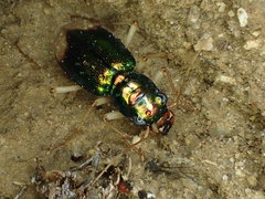 Pseudotetracha australis